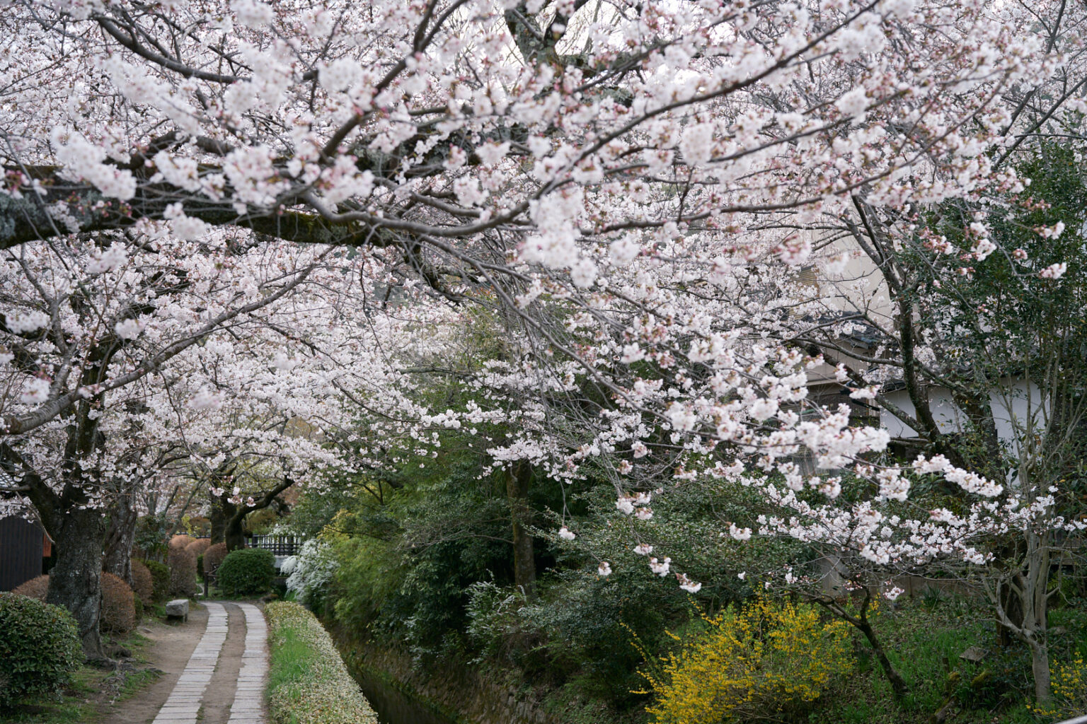 philosopherspath-kyoto-japan-family-photoshoot01
